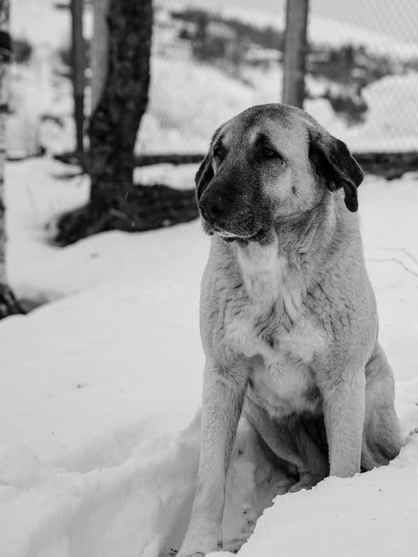 Anatolian Shepherd Dog breed