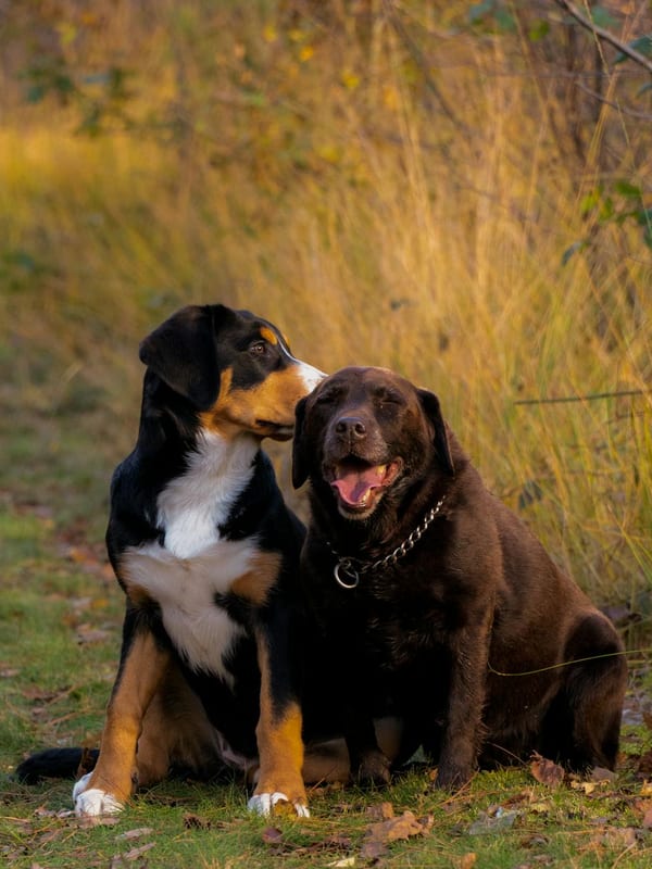 Appenzeller Sennenhund breed