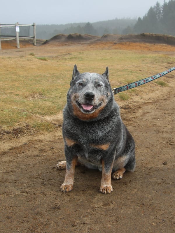 Australian Stumpy Tail Cattle Dog breed