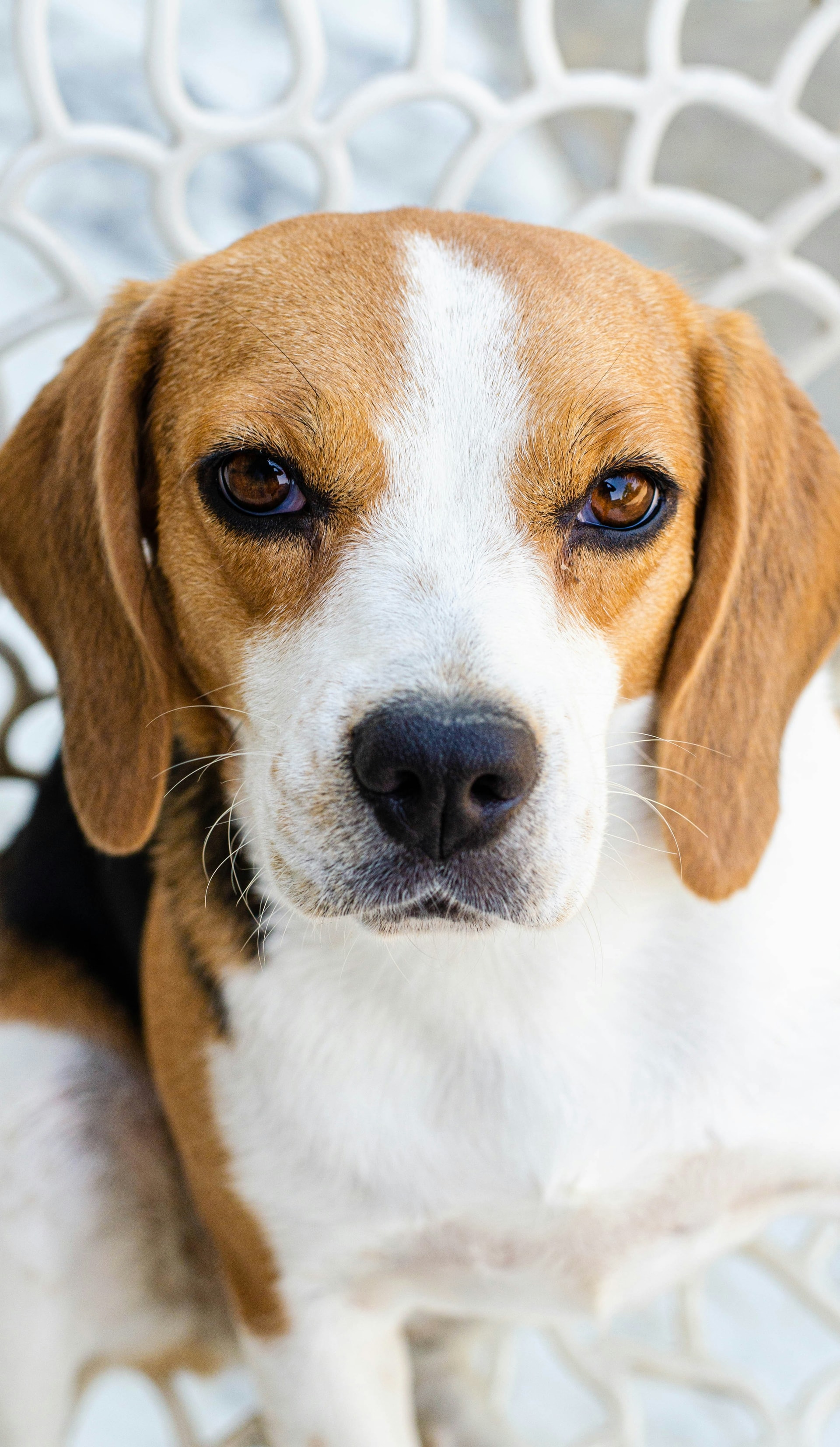 Beagle breed