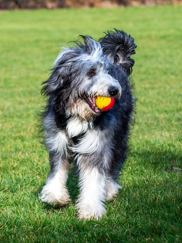 Bearded Collie breed