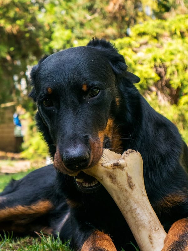 Beauceron breed