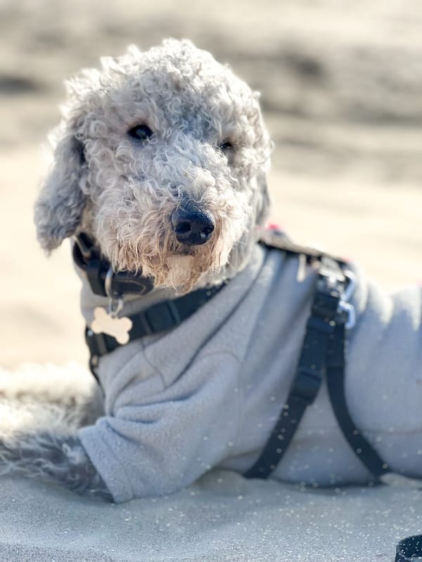 Bedlington Terrier breed