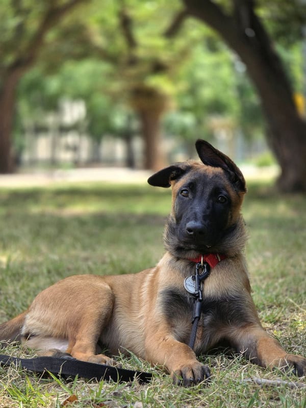 Belgian Laekenois breed