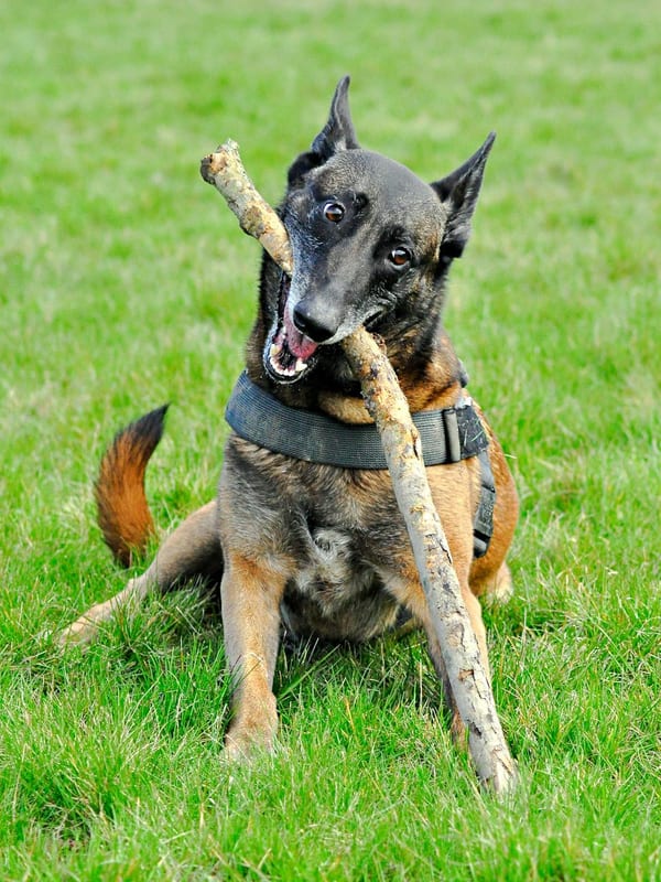 Belgian Malinois breed