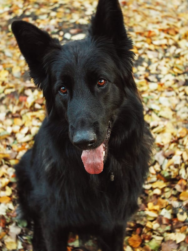 Belgian Sheepdog breed
