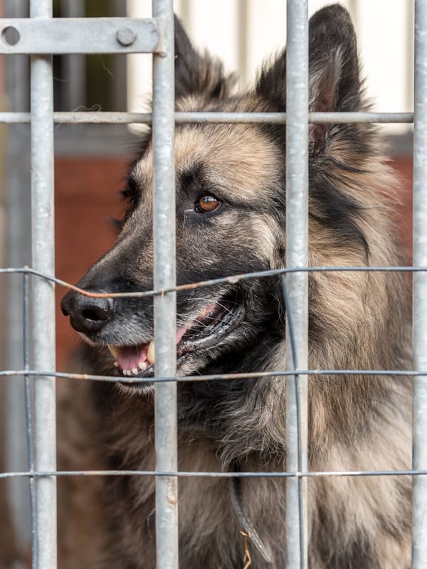 Belgian Tervuren breed