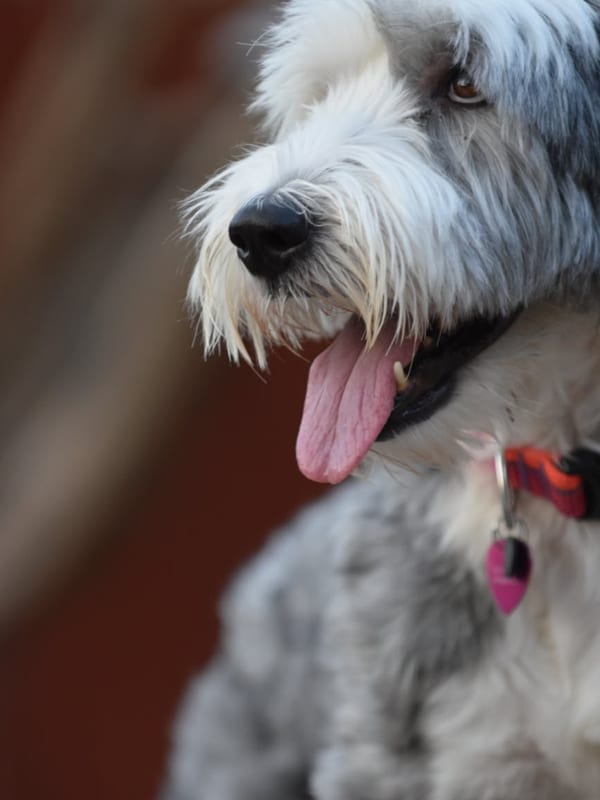 Bergamasco Sheepdog breed