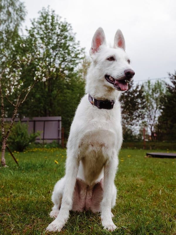 Berger Picard breed
