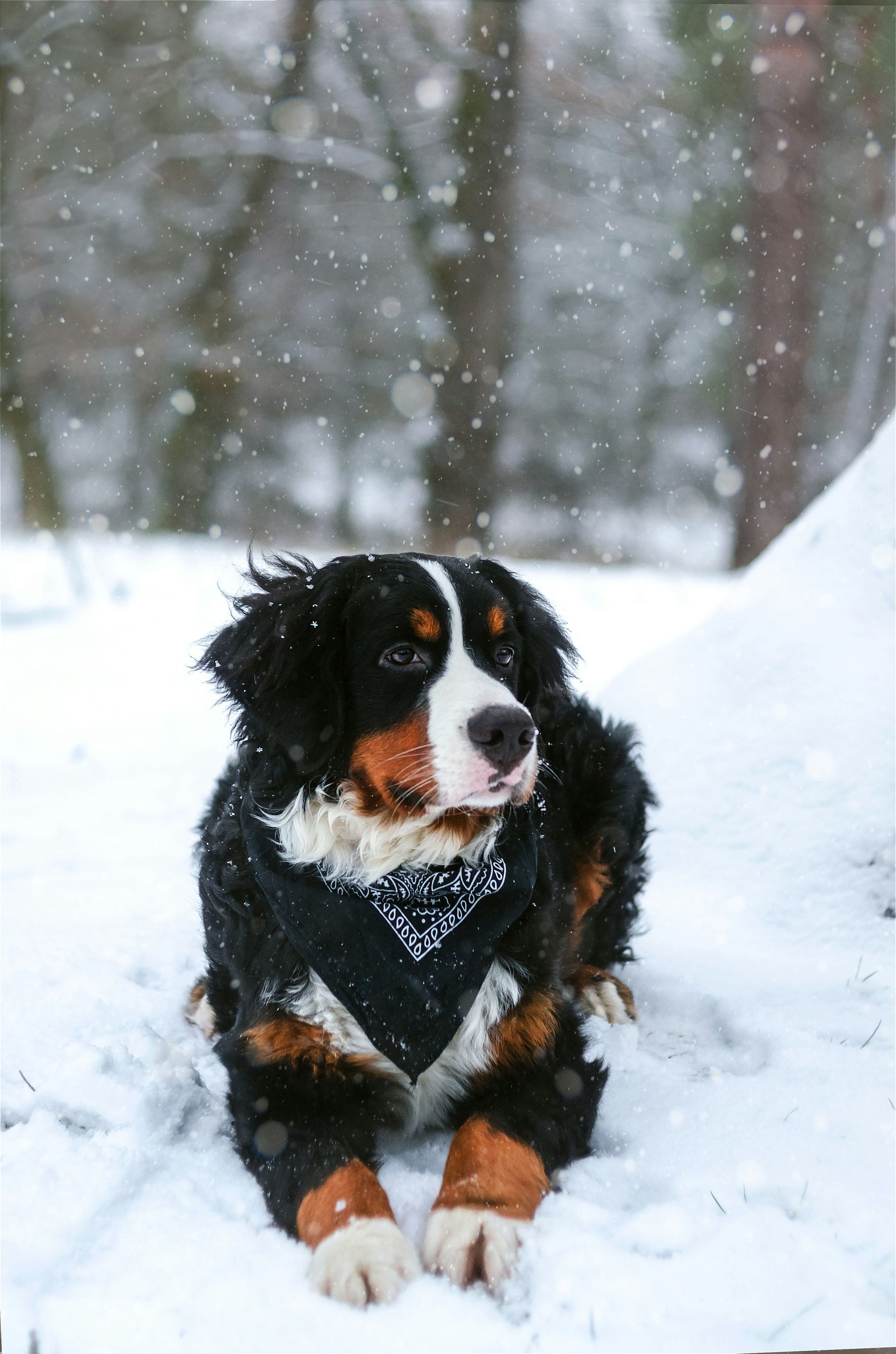 Bernese Mountain Dog breed