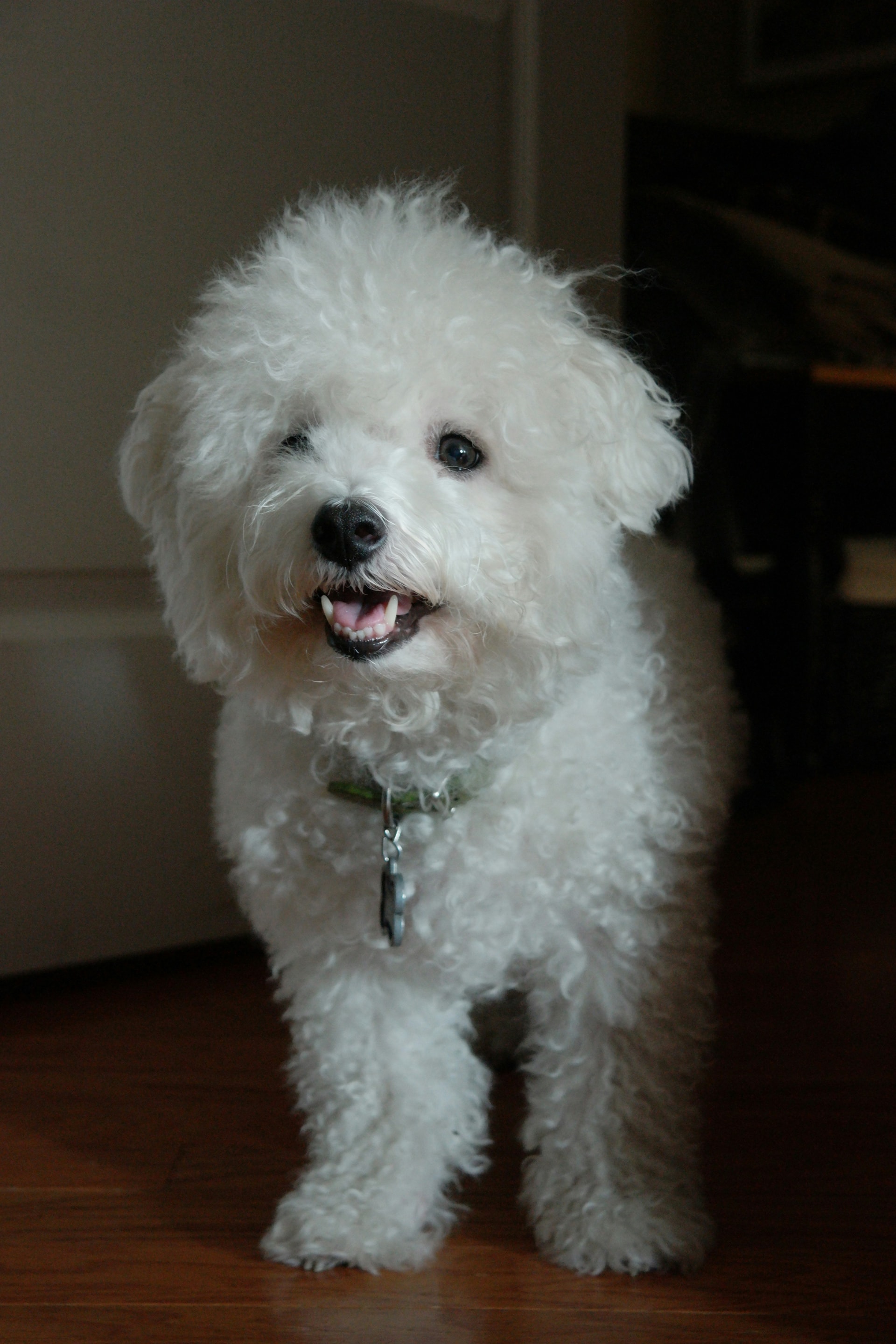 Bichon Frise breed