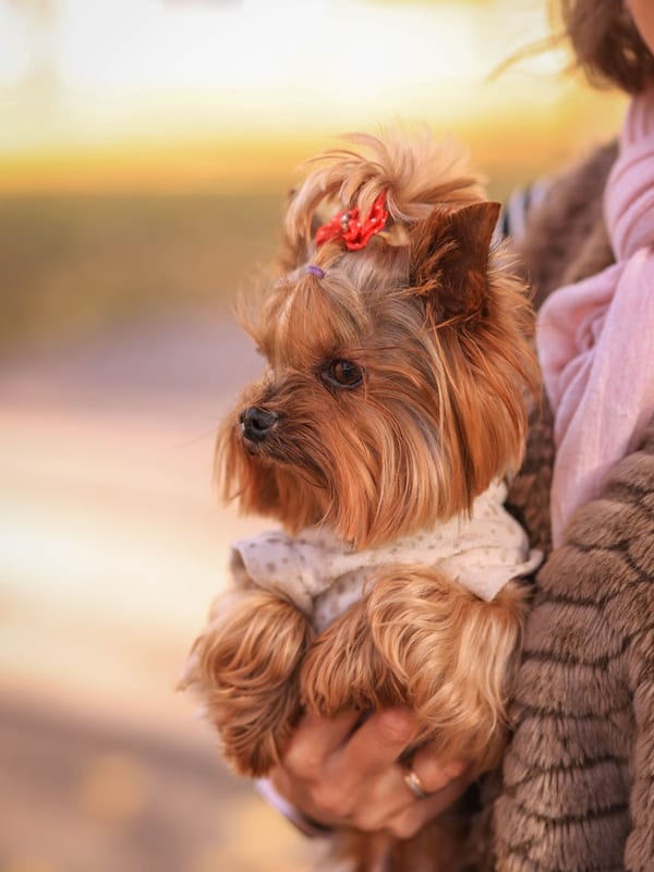 Biewer Terrier breed