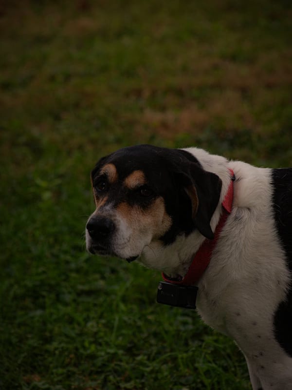Black and Tan Coonhound breed