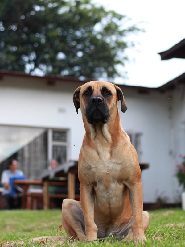 Boerboel breed