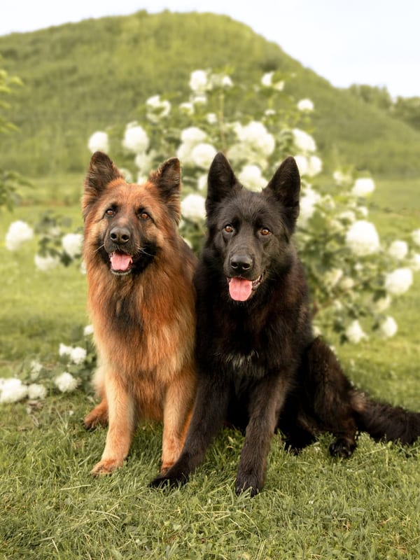 Bohemian Shepherd breed