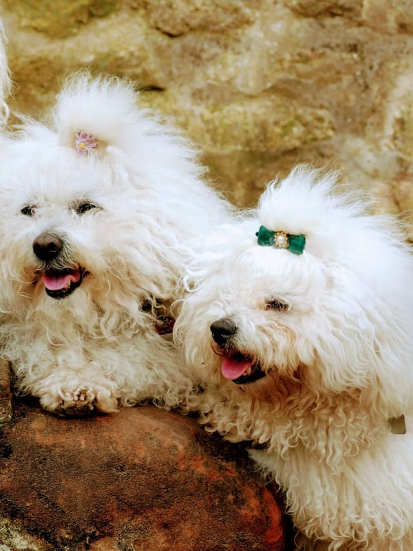 Bolognese breed