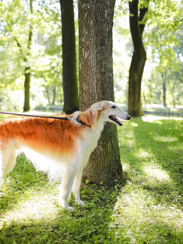 Borzoi breed