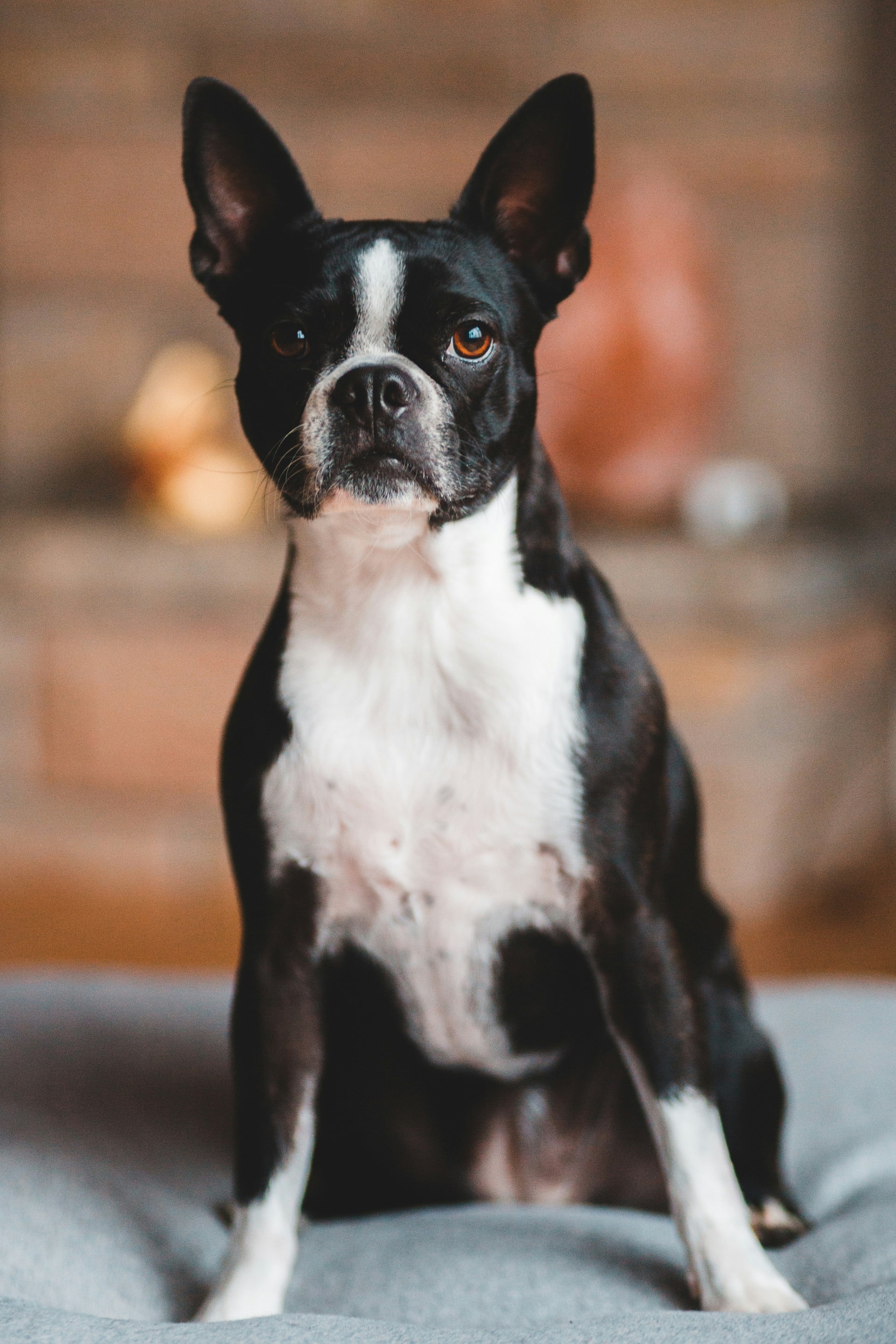 Boston Terrier breed