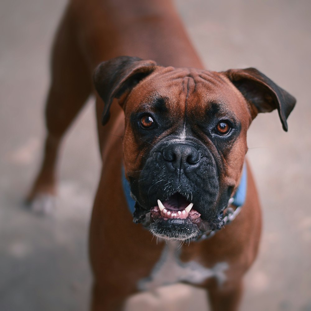 Boxer breed
