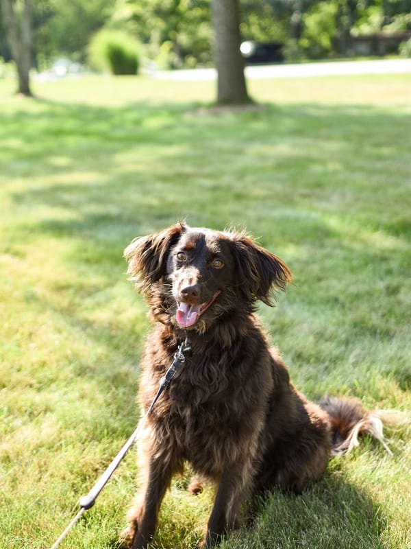 Boykin Spaniel breed