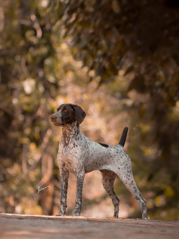 Braque Francais Pyrenean breed