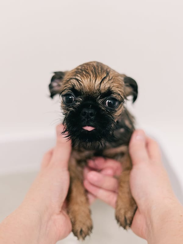 Brussels Griffon breed