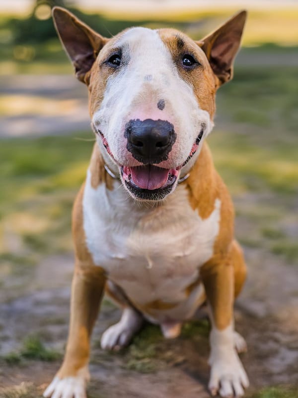 Bull Terrier breed