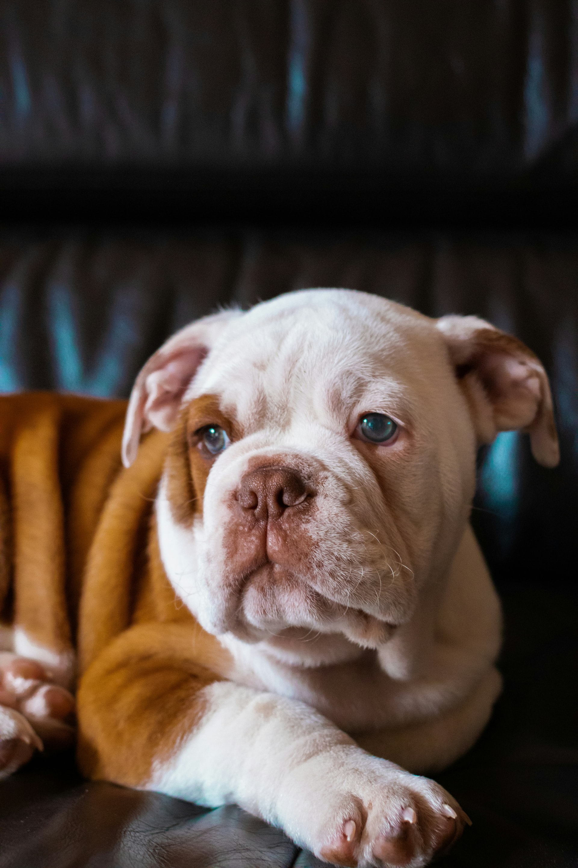 Bulldog breed