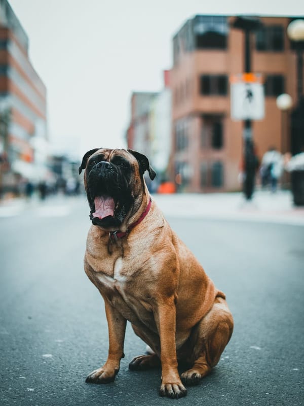 Bullmastiff breed