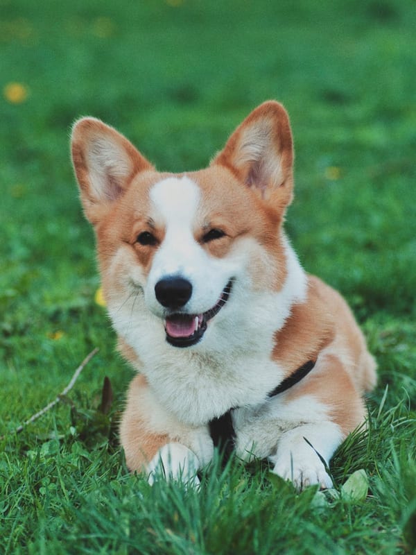 Cardigan Welsh Corgi breed