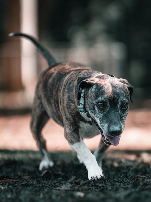 Catahoula Leopard Dog breed