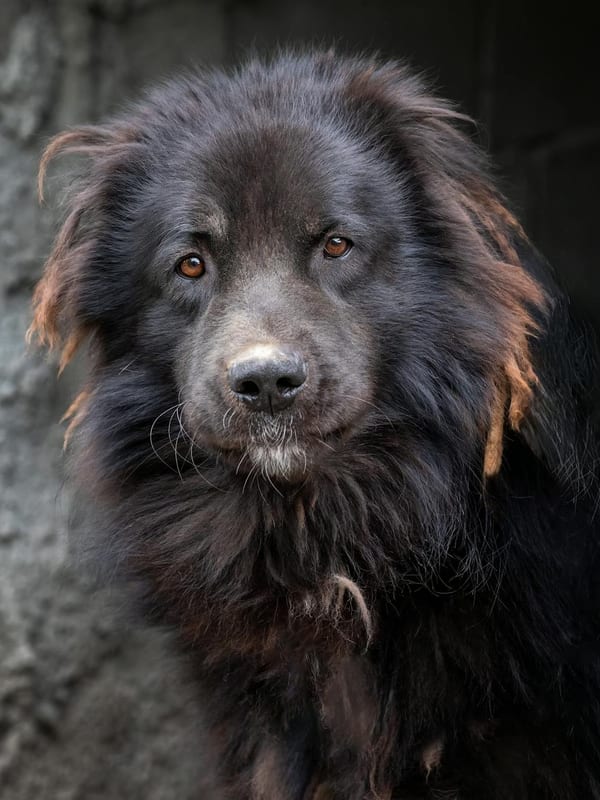 Caucasian Shepherd Dog breed