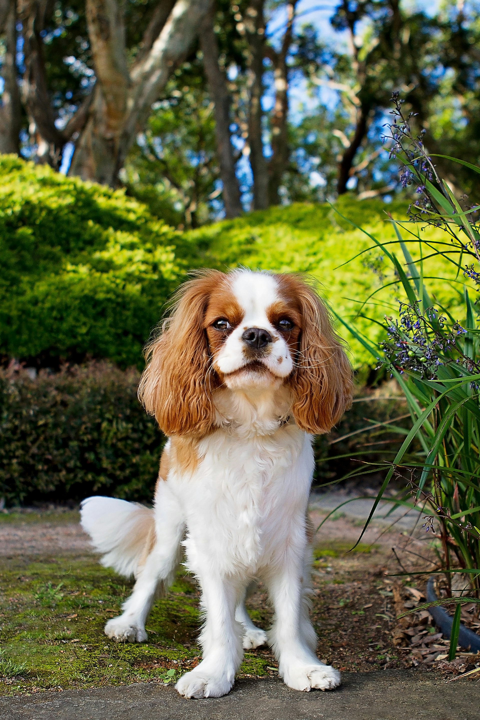Cavalier King Charles Spaniel breed