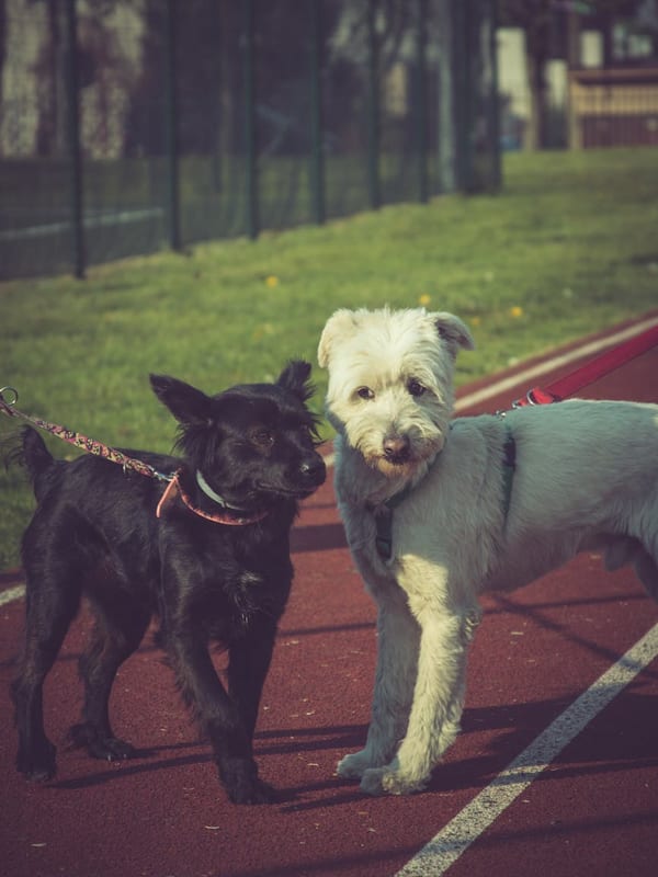 Cesky Terrier breed