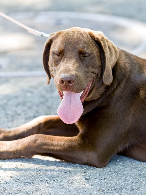Chesapeake Bay Retriever breed