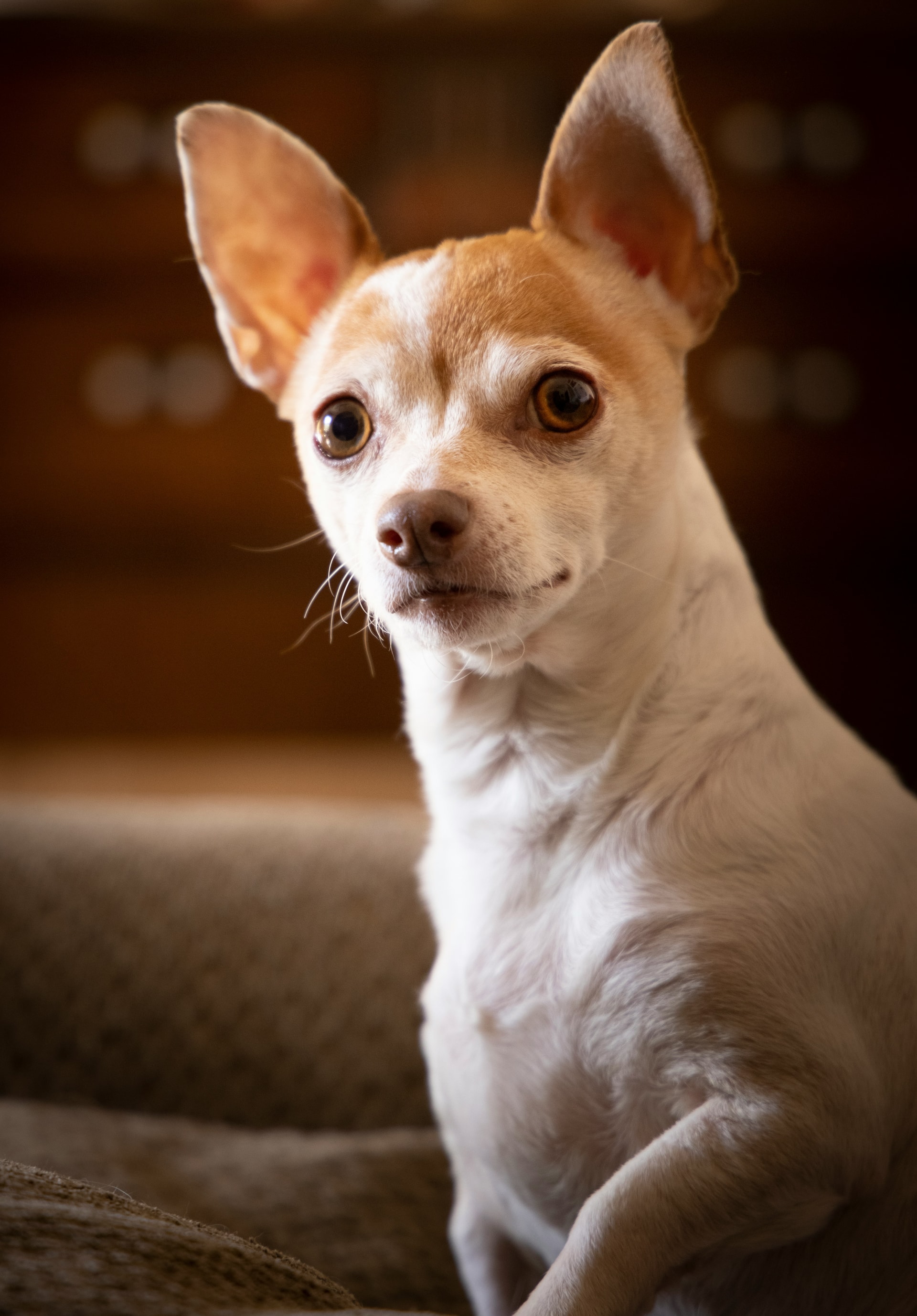 Chihuahua breed
