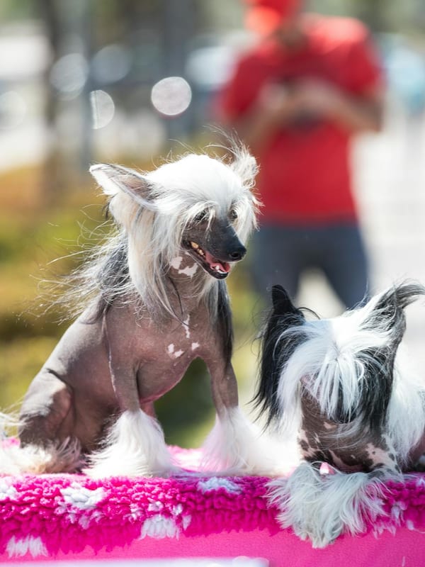 Chinese Crested breed