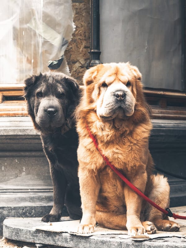 Chinese Shar-Pei breed