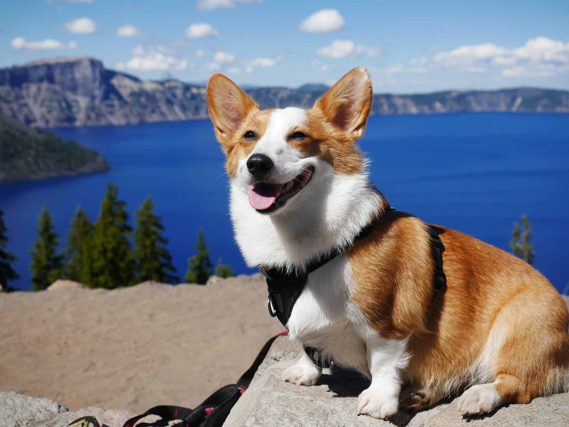 Pembroke Welsh Corgi breed