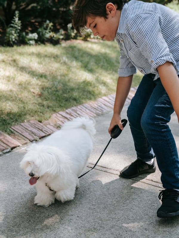 Coton de Tulear breed