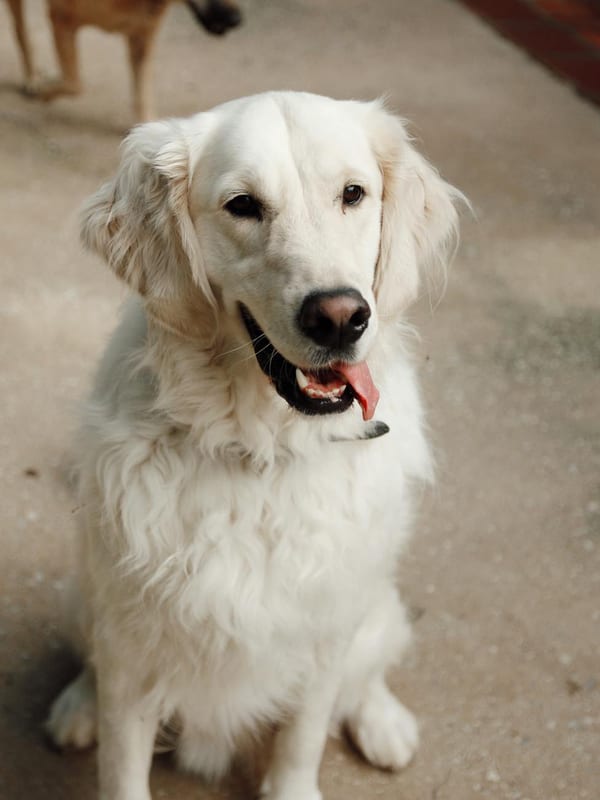 Curly-Coated Retriever breed