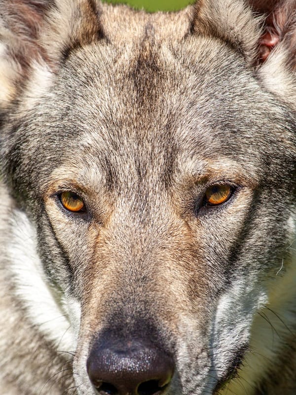 Czechoslovakian Vlcak breed