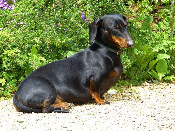Dachshund breed