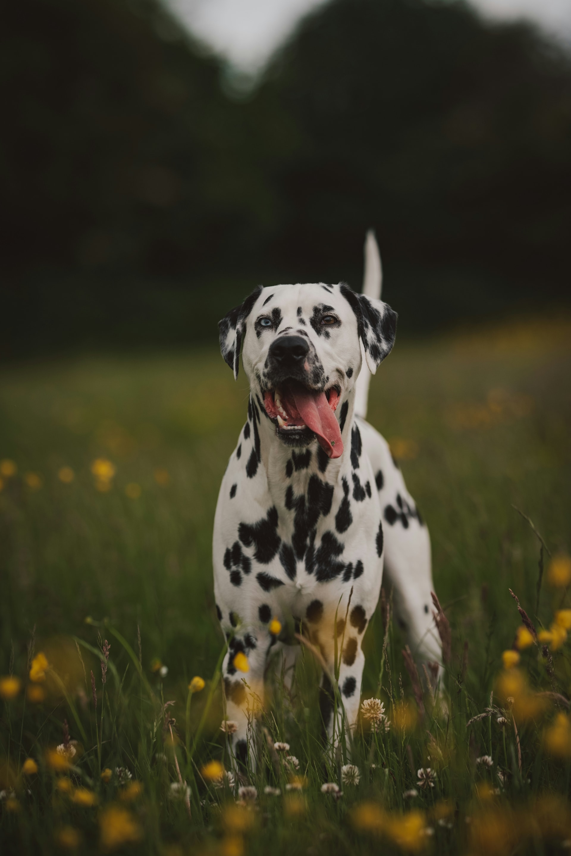 Dalmatian breed