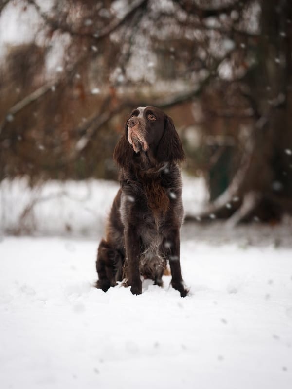 Deutscher Wachtelhund breed