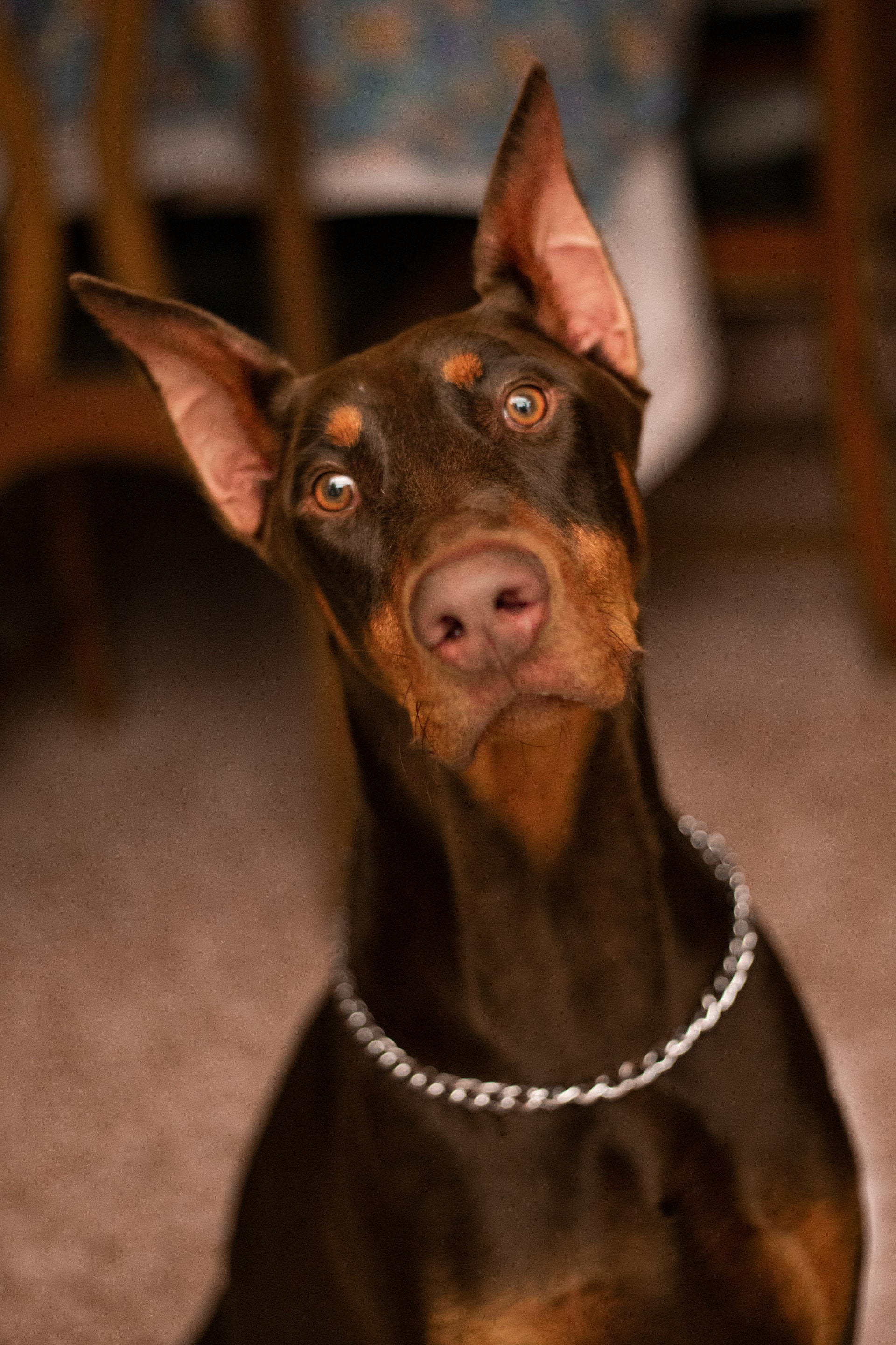 Doberman Pinscher breed