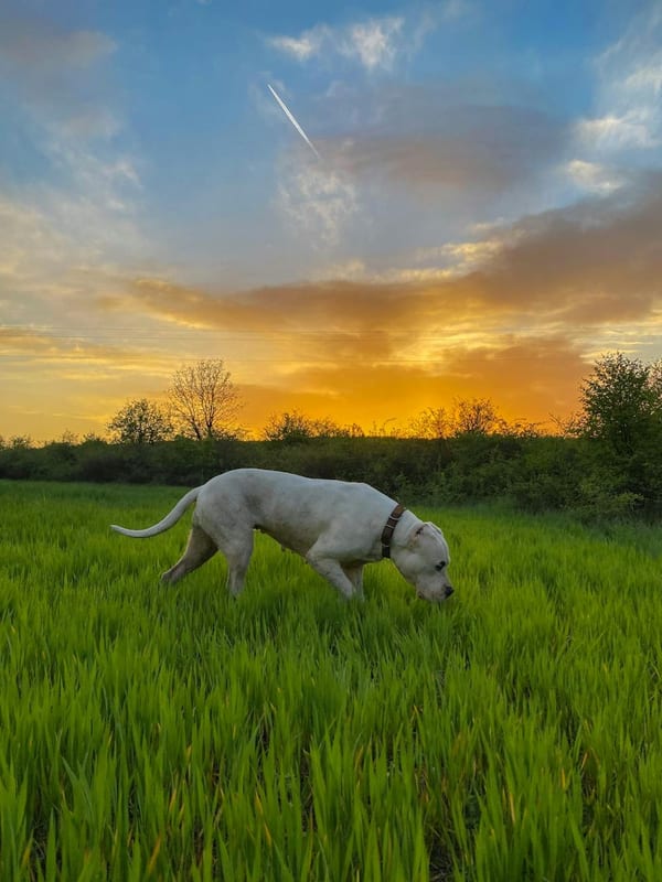 Dogo Argentino breed