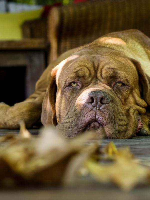 Dogue de Bordeaux breed