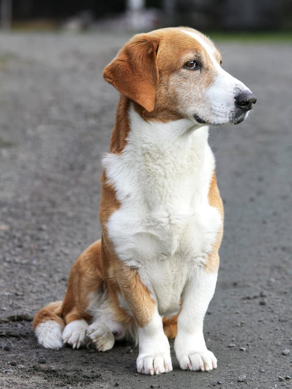 Drever breed