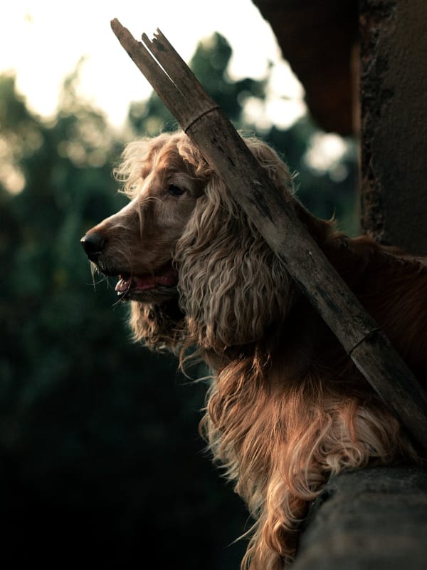 English Cocker Spaniel breed